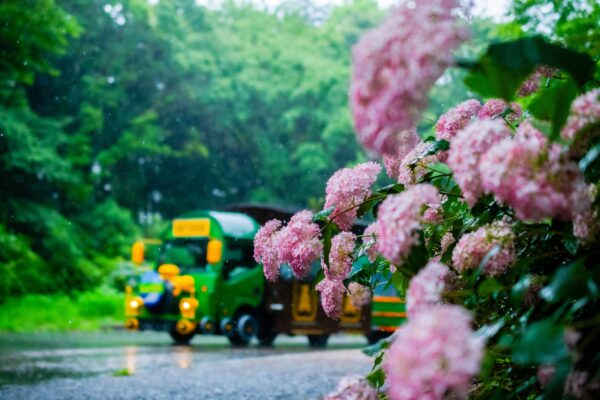 多摩の初夏を彩るアジサイ5スポット巡り　豪華賞品が当たるデジタルスタンプラリーも